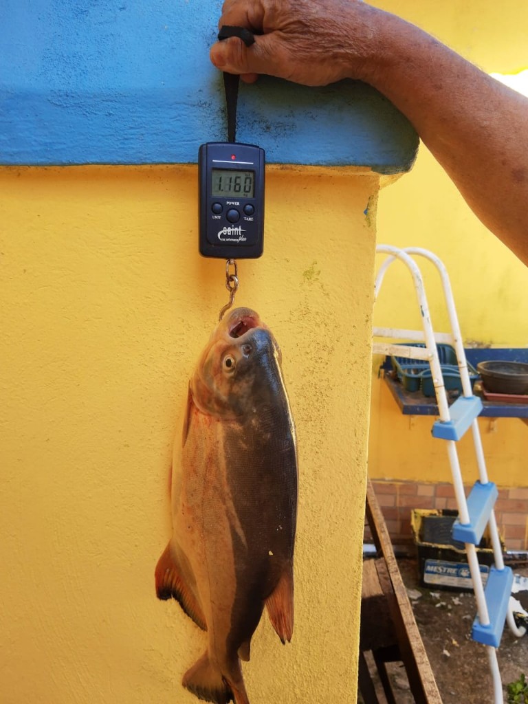 Peixe pescado no lago do Sítio São Jorge