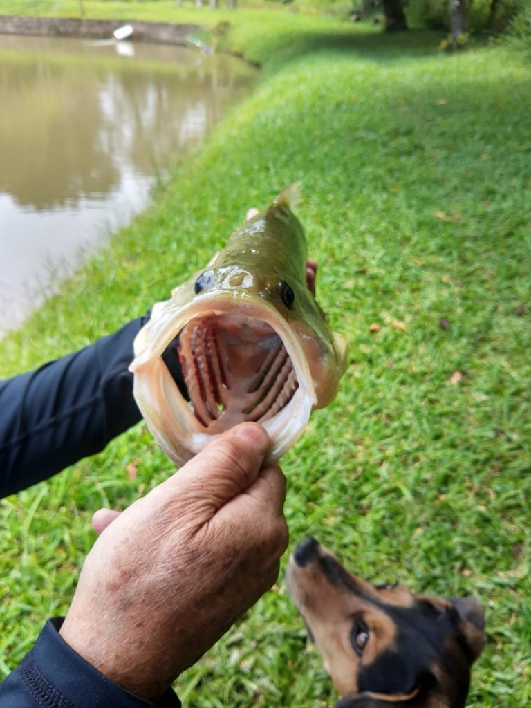 Pesca no lago do Sítio São Jorge em Piedade