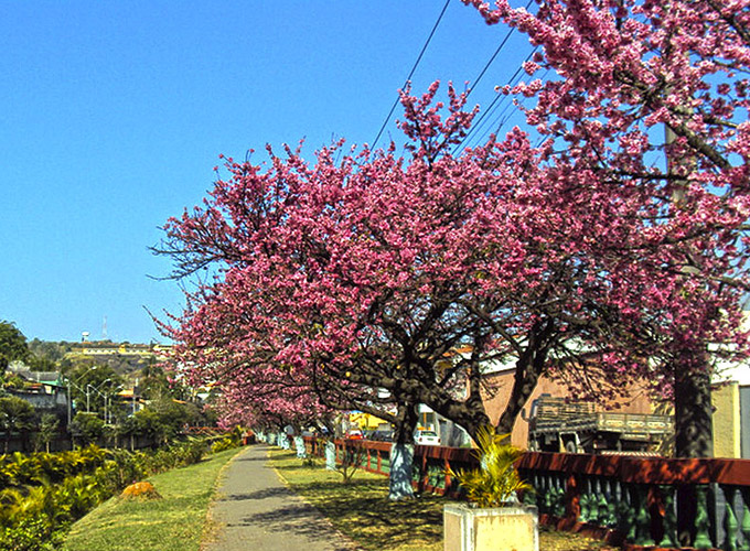 Florada das cerejeiras em Piedade, São Paulo