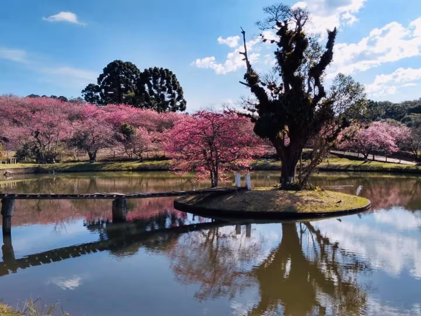 Cerejeiras floridas próximas ao lago do Sítio São Jorge